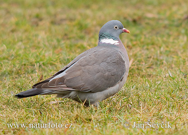 Holub hrivnák (Columba palumbus)