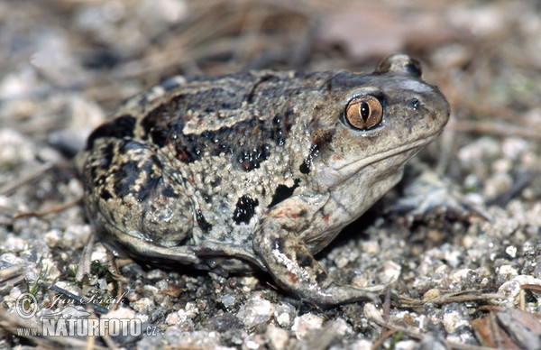 Hrabavka škvrnitá (Pelobates fuscus)