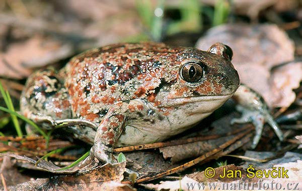 Hrabavka škvrnitá (Pelobates fuscus)