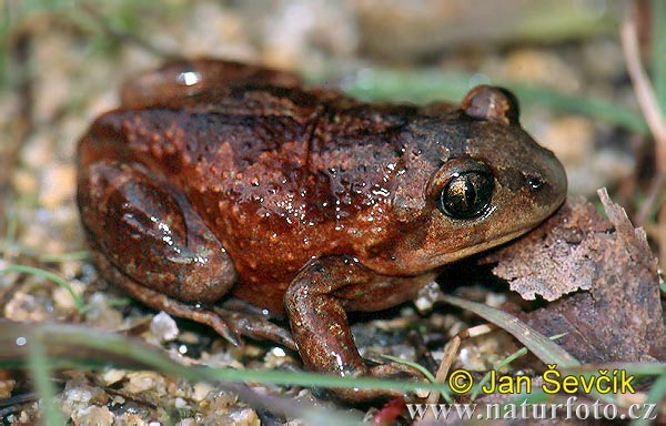 Hrabavka škvrnitá (Pelobates fuscus)