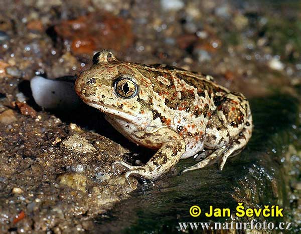 Hrabavka škvrnitá (Pelobates fuscus)