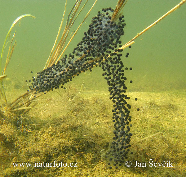 Hrabavka škvrnitá (Pelobates fuscus)