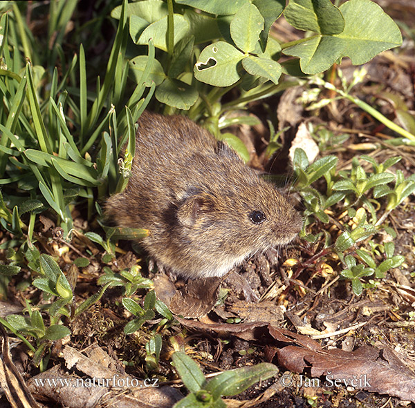 Hraboš poľný (Microtus arvalis)