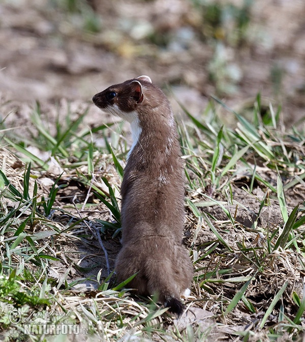 Hranostaj (Mustela erminea)