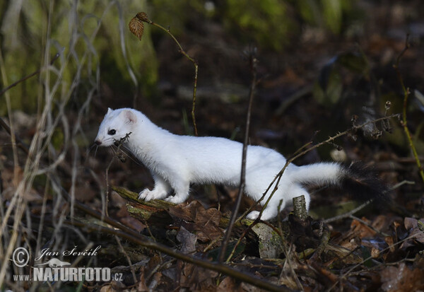 Hranostaj (Mustela erminea)