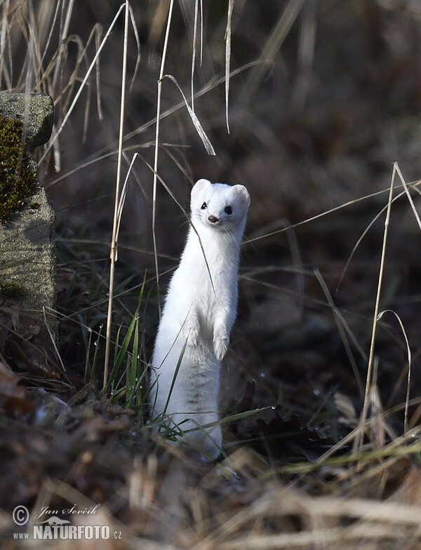 Hranostaj (Mustela erminea)