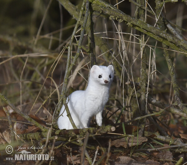 Hranostaj (Mustela erminea)