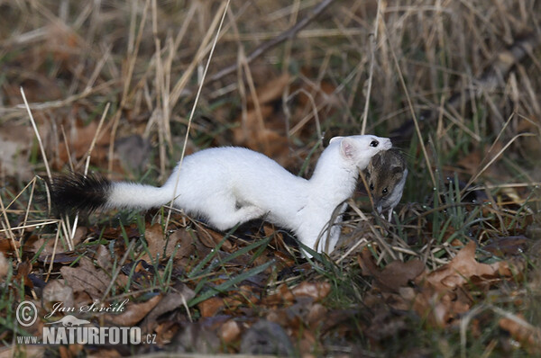 Hranostaj (Mustela erminea)