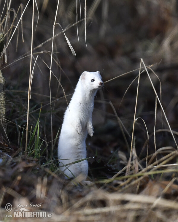 Hranostaj (Mustela erminea)