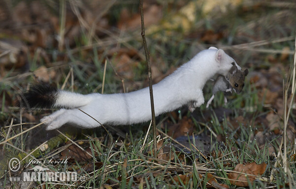 Hranostaj (Mustela erminea)