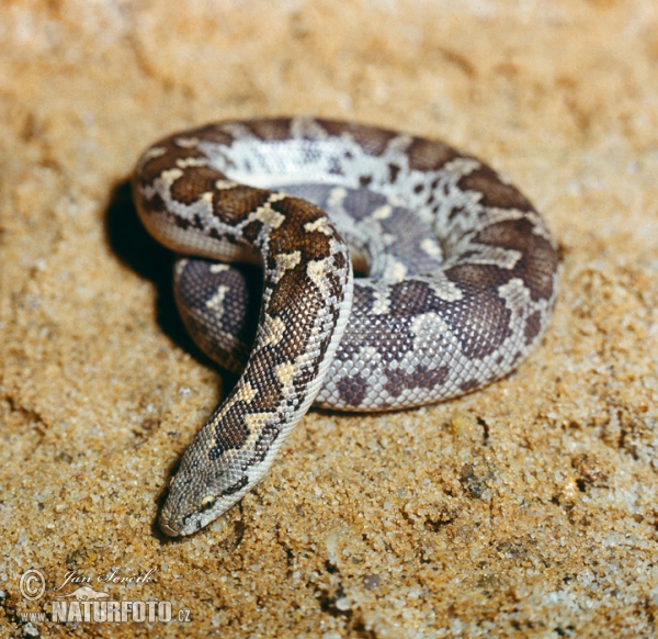 Hroznýšek skvrnitý (Gongylolophis Eryx conicus)