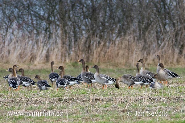 Hus slatinná (Anser serrirostris)