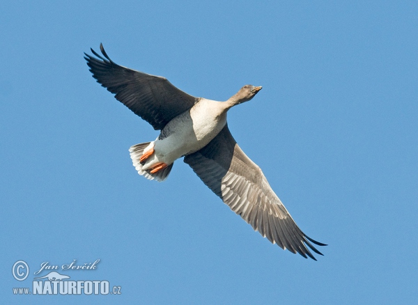 Husa tundrová (Anser serrirostris)