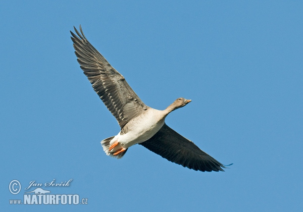 Husa tundrová (Anser serrirostris)