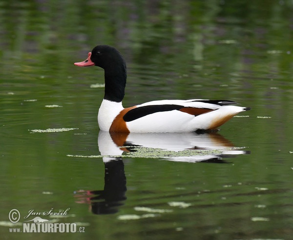 Husice liščí (Tadorna tadorna)