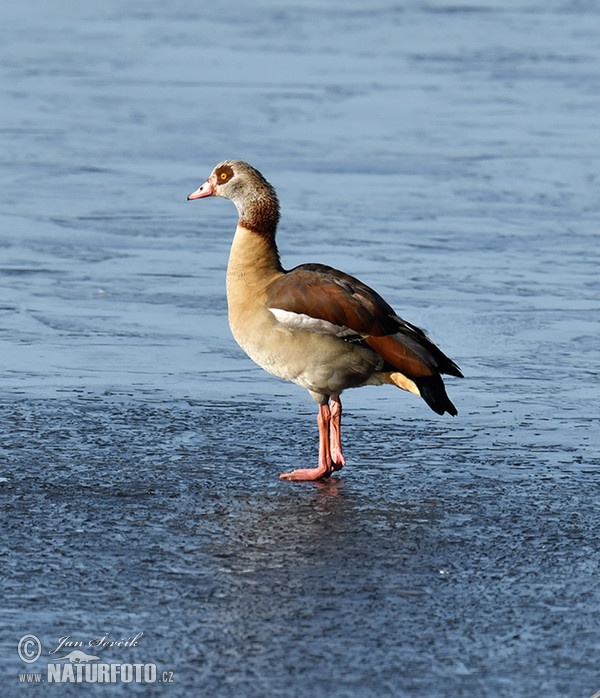 Husice nilská (Alopochen aegyptiacus)