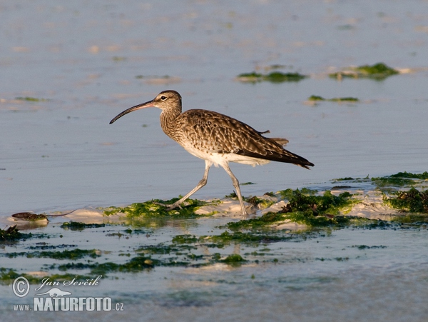 Hvizdák pásavohlavý (Numenius phaeopus)