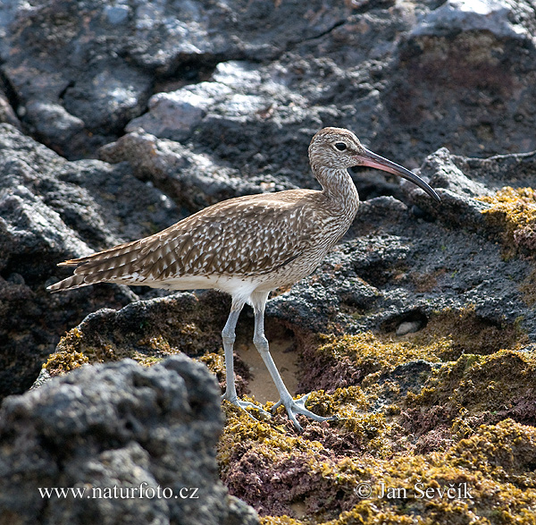 Hvizdák pásavohlavý (Numenius phaeopus)