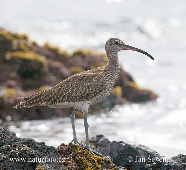 Hvizdák pásavohlavý (Numenius phaeopus)