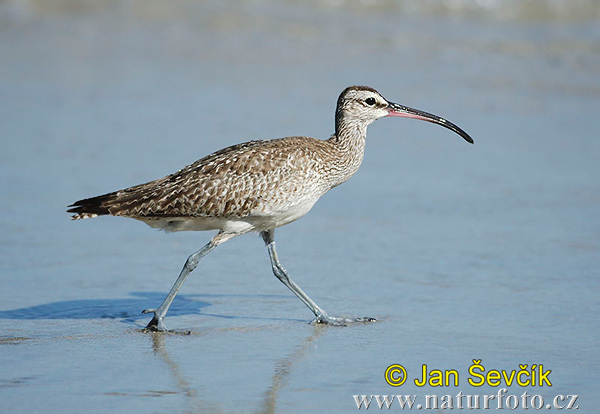 Hvizdák pásavohlavý (Numenius phaeopus)