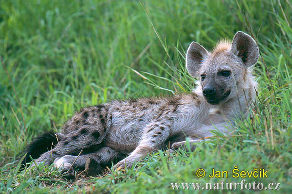 Hyena škvrnitá (Crocuta crocuta)