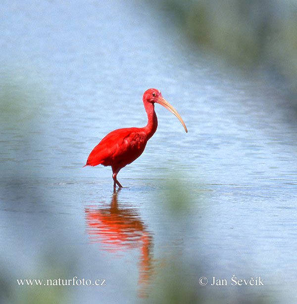 Ibis červený (Eudocimus ruber)