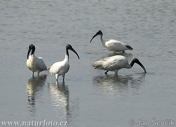 Ibis čiernohlavý (Threskiornis melanocephalus)