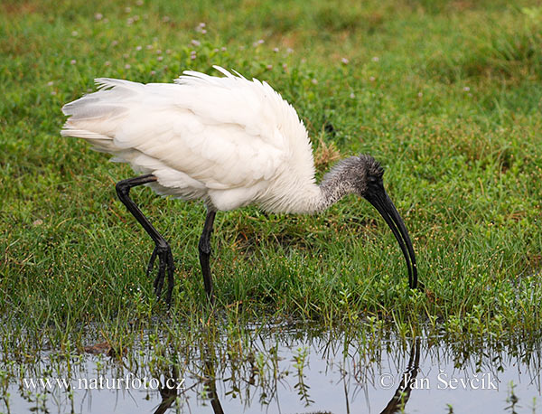 Ibis čiernohlavý (Threskiornis melanocephalus)