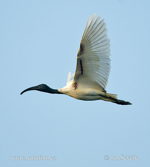 Ibis čiernohlavý (Threskiornis melanocephalus)