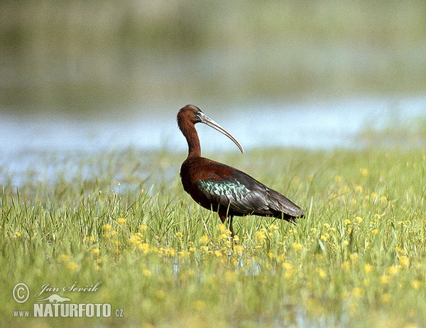 Ibis hnědý (Plegadis falcinellus)