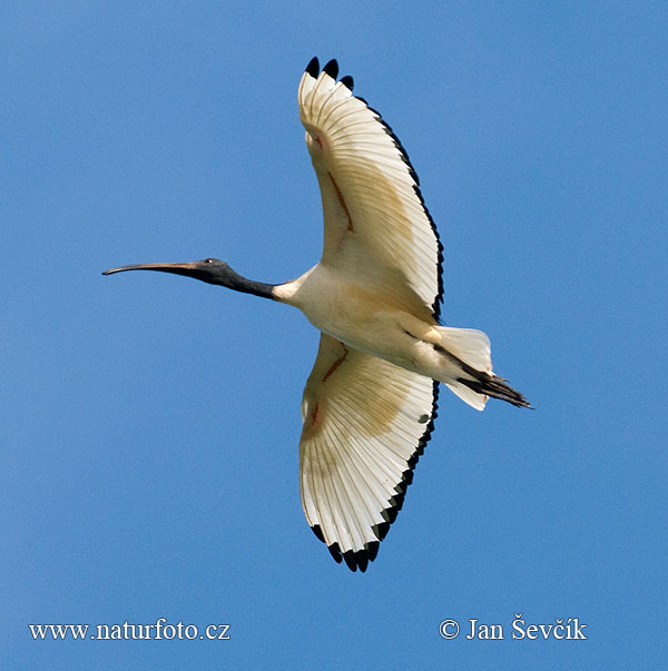 Ibis posvätný (Threskiornis aethiopicus)