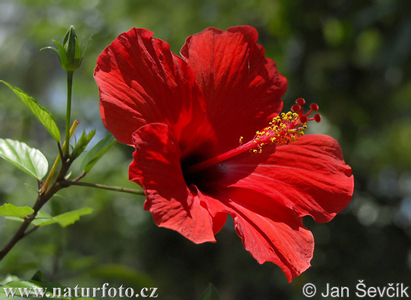 Ibištek (Hibiscus)