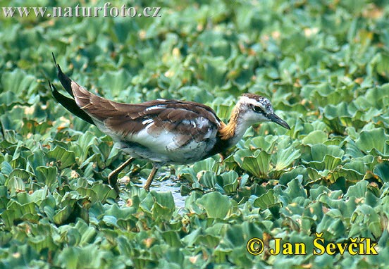 Jakana bažantia (Hydrophasianus chirurgus)