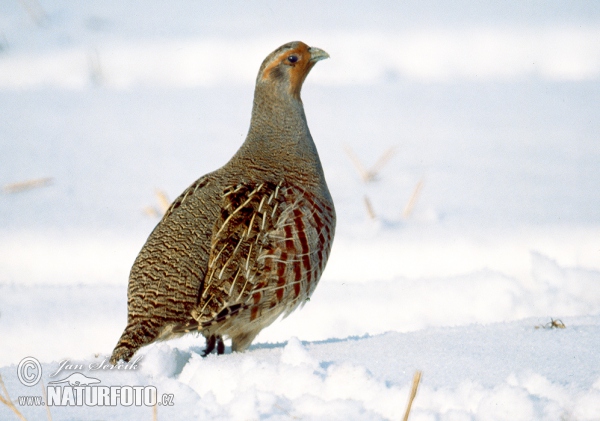 Jarabica poľná (Perdix perdix)