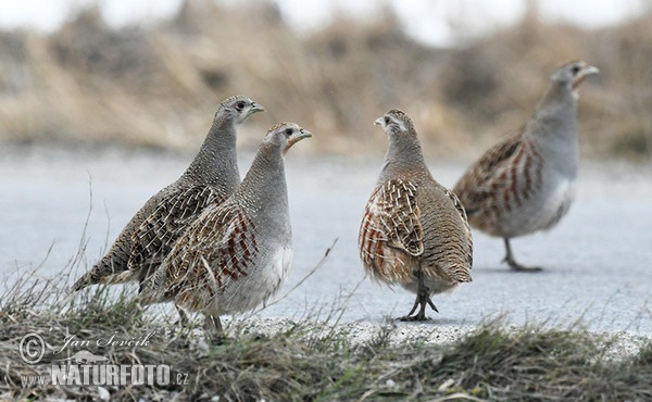 Jarabica poľná (Perdix perdix)