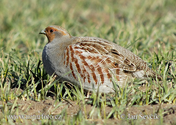 Jarabica poľná (Perdix perdix)