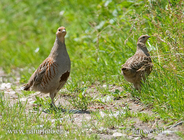 Jarabica poľná (Perdix perdix)