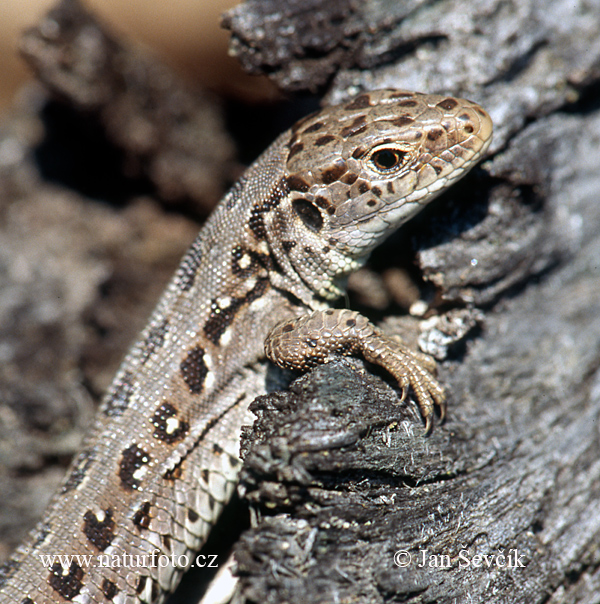 Jašterica krátkohlavá (Lacerta agilis)