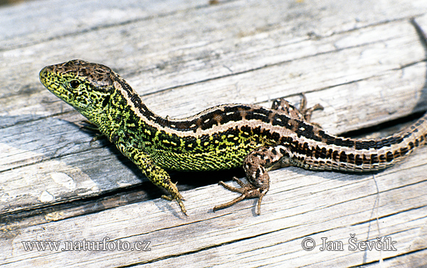 Jašterica krátkohlavá (Lacerta agilis)