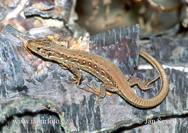 Jašterica krátkohlavá (Lacerta agilis)