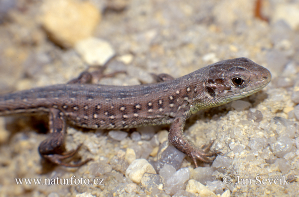 Jašterica krátkohlavá (Lacerta agilis)