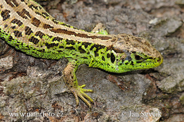 Jašterica krátkohlavá (Lacerta agilis)