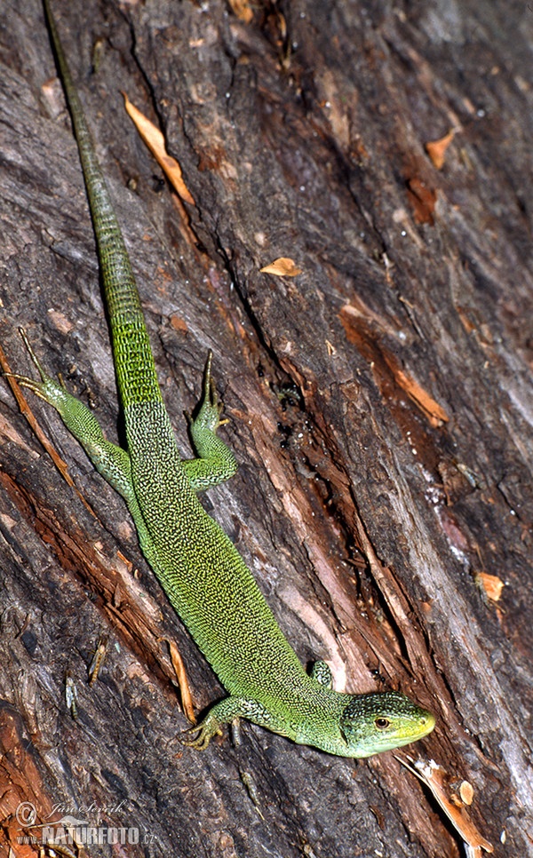 Jašterica smaragdová (Lacerta trilineata)