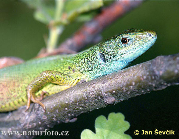 Jašterica zelená (Lacerta viridis)