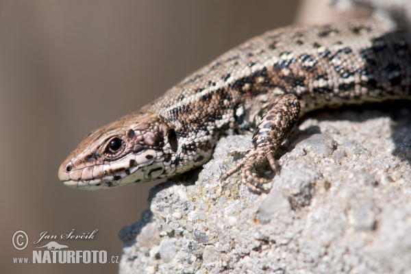 Jašterica živorodá (Lacerta vivipara)