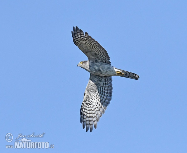 Jastrab krahulec (Accipiter nisus)