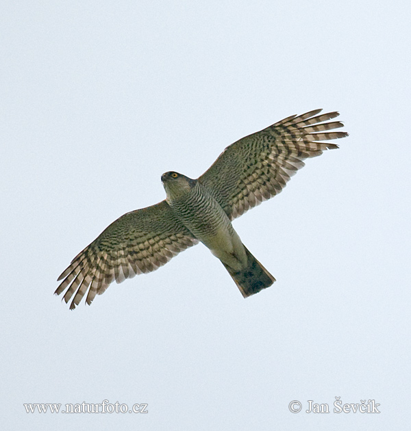 Jastrab krahulec (Accipiter nisus)