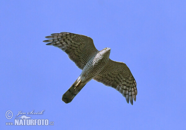 Jastrab krahulec (Accipiter nisus)