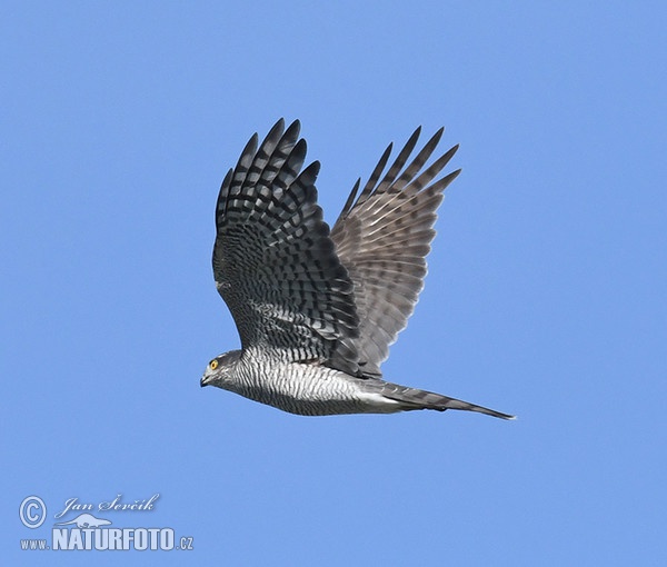 Jastrab krahulec (Accipiter nisus)