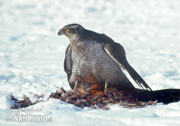 Jastrab lesný (Accipiter gentilis)